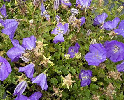 Karpaten-Glockenblume - Campanula carpatica 'Blaue Clips'