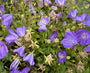 Karpaten-Glockenblume - Campanula carpatica 'Blaue Clips'