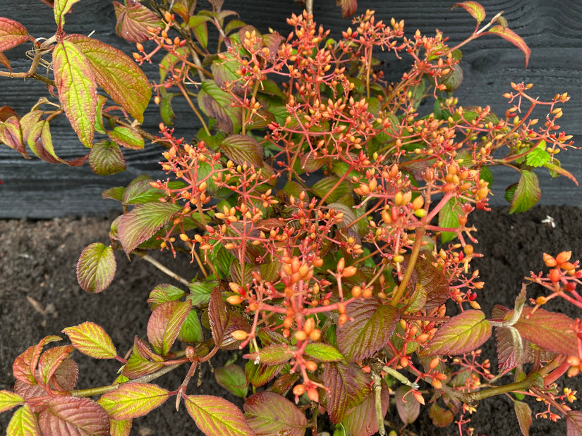 Japanischer Schneeball - Viburnum plicatum 'Watanabe'