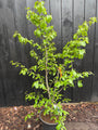 Persisches Eisenholz - Parrotia persica 'Bella'