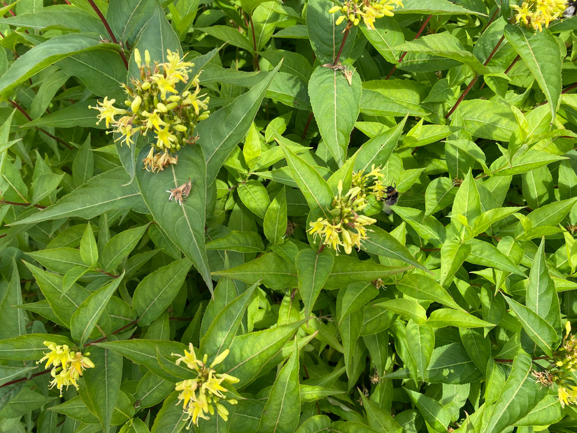 Waldgeißblatt - Diervilla sessilifolia 'Butterfly'