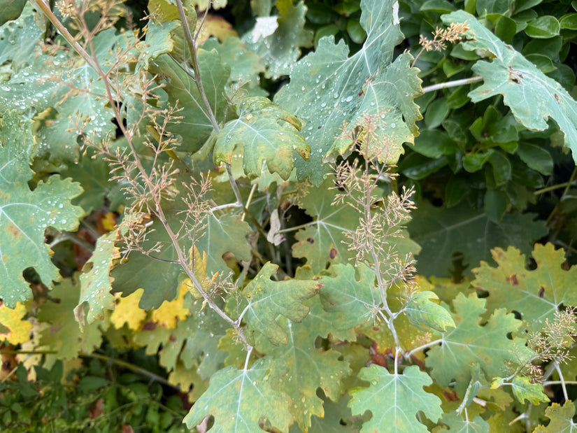 Gefiederter Mohn - Macleaya Cordata