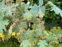 Gefiederter Mohn - Macleaya Cordata