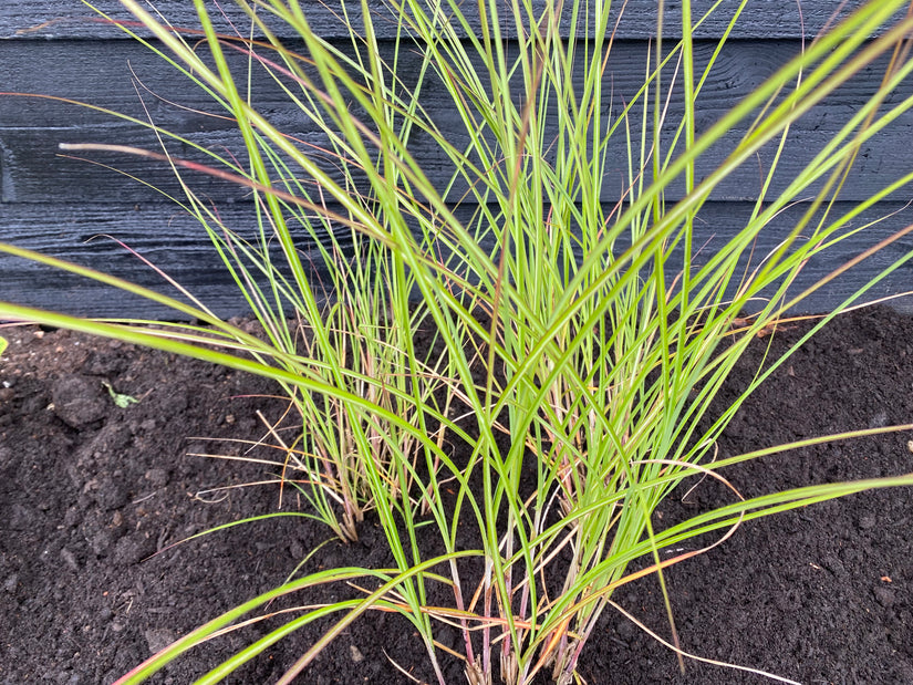 Prächtiges Schilfrohr - Miscanthus sinensis 'Gracillimus'