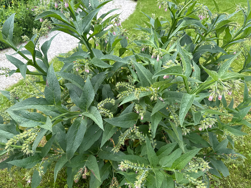 Gemeiner Beinwell - Symphytum officinale