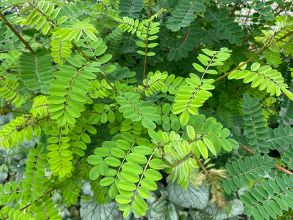 Indigo-Busch - Amorpha fruticosa