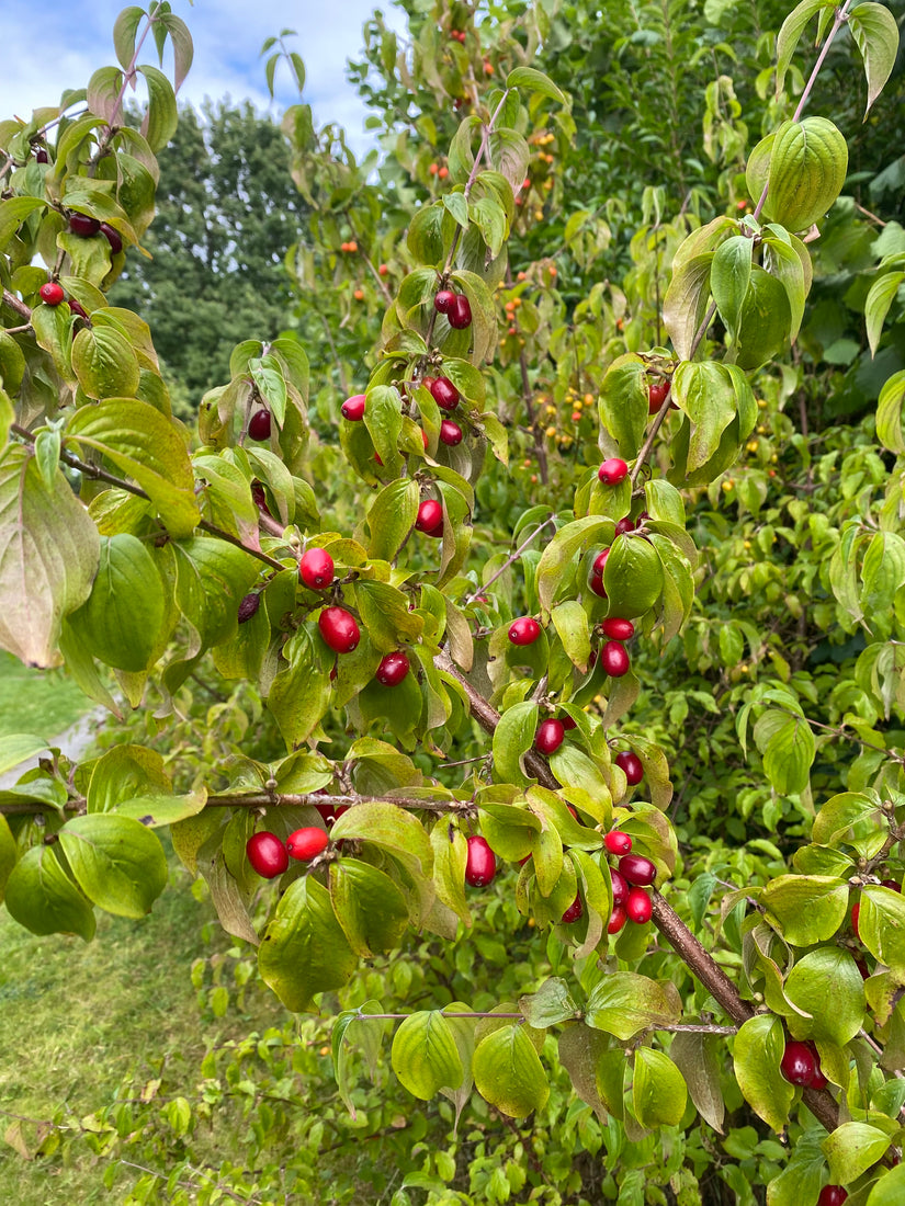 Gelber Hartriegel - Cornus mas