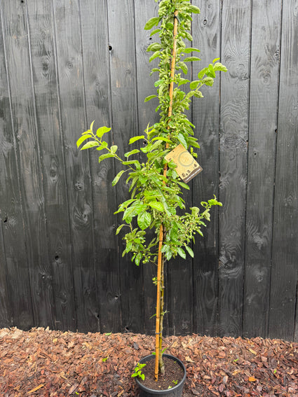 Säulenförmiger Zierapfel (gelb) - Malus 'Golden Hornet' gefiedert