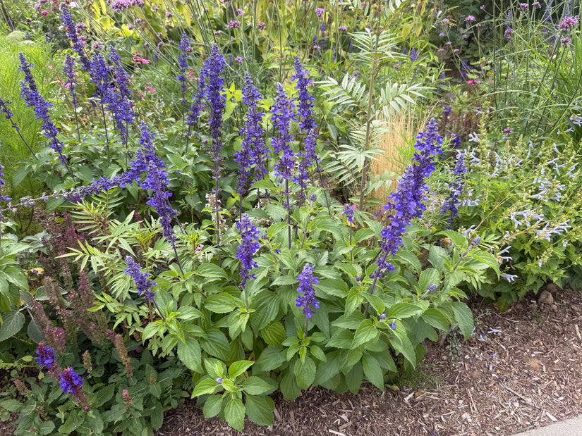 Mehlsalbei - Salvia farinacea