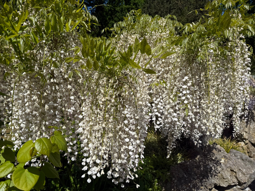 Weiße Glyzinie - Wisteria floribunda (sinensis) 'alba'