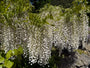 Weiße Glyzinie - Wisteria floribunda (sinensis) 'alba'