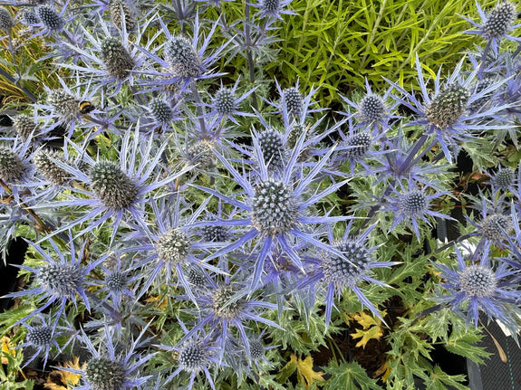 Kreuzdistel - Eryngium planum