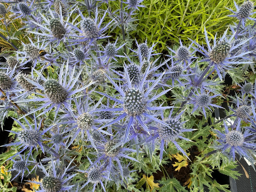 Kreuzdistel - Eryngium planum