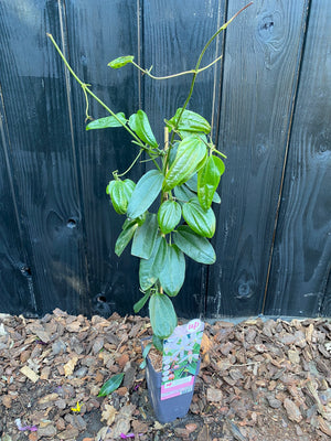 65cm, C2