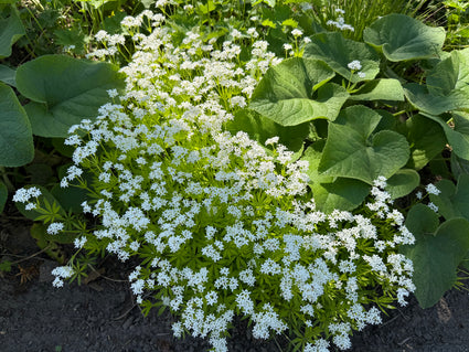 Bio-Süßer Waldmeister - Galium odoratum - (auch pro m2)