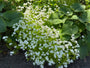 Bio-Süßer Waldmeister - Galium odoratum - (auch pro m2)