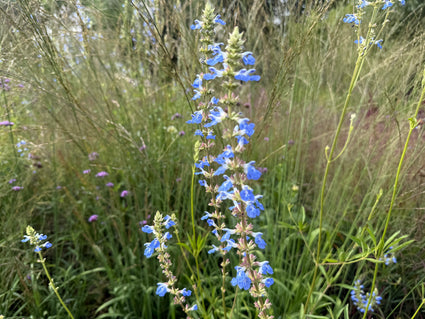 Salbei (Hohe Sorte 150 cm) - Salvia Uliginosa