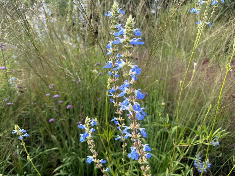 Salbei (Hohe Sorte 150 cm) - Salvia Uliginosa