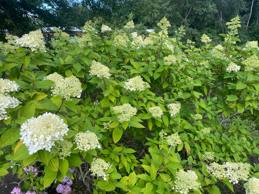 Rispenhortensie - Hydrangea paniculata