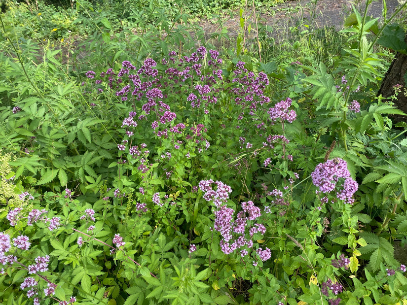 Wilder Majoran (Oregano) - Origanum vulgare