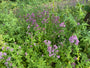 Wilder Majoran (Oregano) - Origanum vulgare