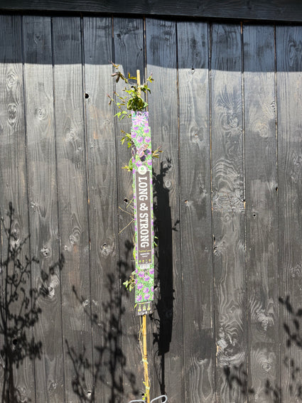 Passionsblume (lila) - Passiflora 'Amethyst'
