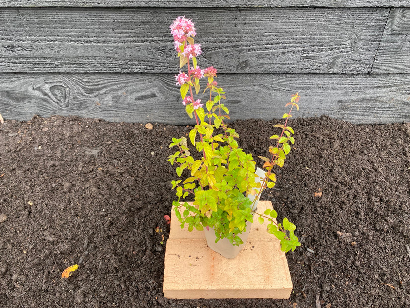 Wilde Marjolein plant in P9 pot