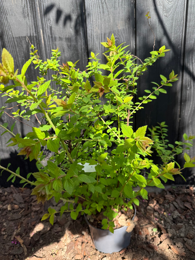 Muskelstrauch - Spiraea japonica 'Sparkling Champagne'