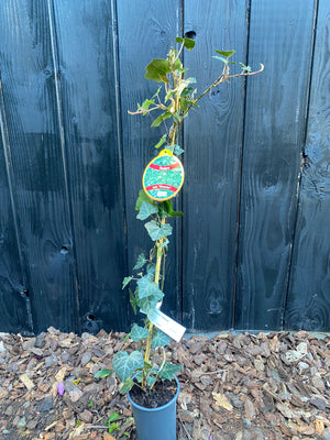 80-100cm, C2