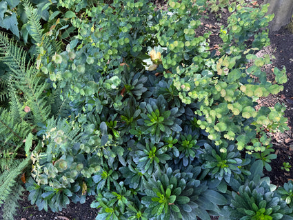 Mandel-Wolfsmilch - Euphorbia amygdaloides var. robbiae