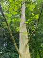 Westliche Platane - Platanus occidentalis