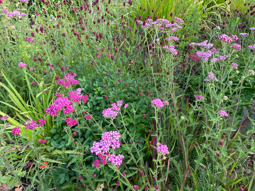 Bio-Schafgarbe - Achillea millefolium 'Cerise Queen'