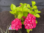 Hortensie - Hydrangea Macrophylla 'Renate Steiniger'