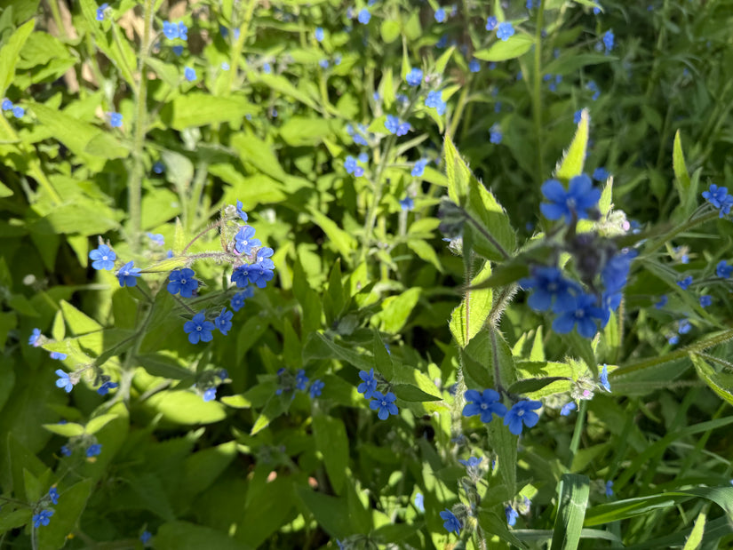 Mehrjährige Ochsenzunge 'Pentaglottis sempervirens'