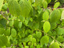 Haselnuss - Corylopsis Sinensis