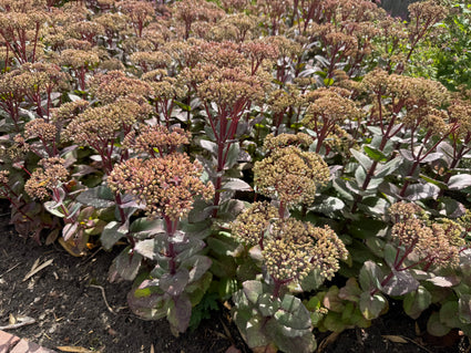 Pale Heaven's Key - Sedum telephium 'Atropurpureum'