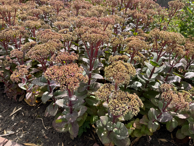 Pale Heaven's Key - Sedum telephium 'Atropurpureum'