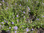 Blauer Knoten - Succisa pratensis