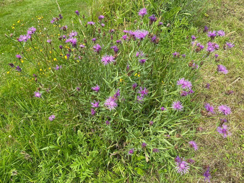 Flockenblume - Centaurea jacea