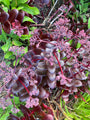 Heaven's Key - Sedum-Verführung 'Cherry Chocolate'