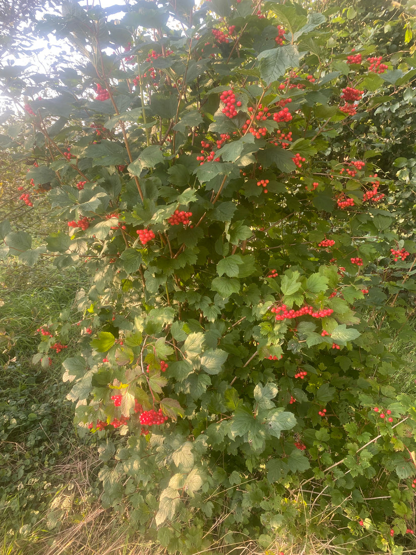 Gelderrose - Viburnum Opulus