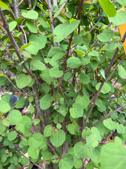 Katsurabaum - Cercidiphyllum Japonicum (Katsura) mehrstämmig & Hochstamm