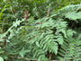 Königsfarn (Höhe 150 cm) – Osmunda regalis