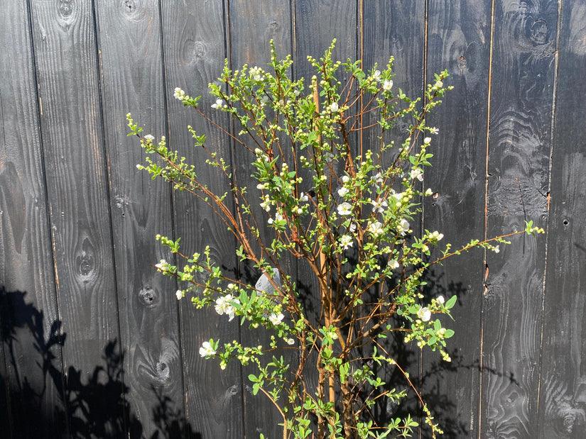 Pearl Bush (Weiß) - Exochorda x macrantha 'The Bride'