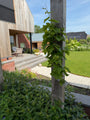 Traube (Weiß) Bio - Vitis vinifera Bianca
