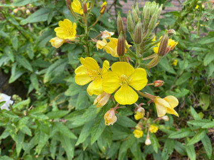 Mittlere Nachtkerze - Oenothera biennis