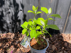 40-50 cm, C3