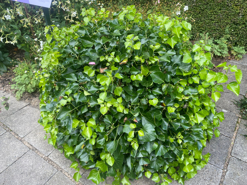 Strauch-Efeu - Hedera helix 'Arborescens'