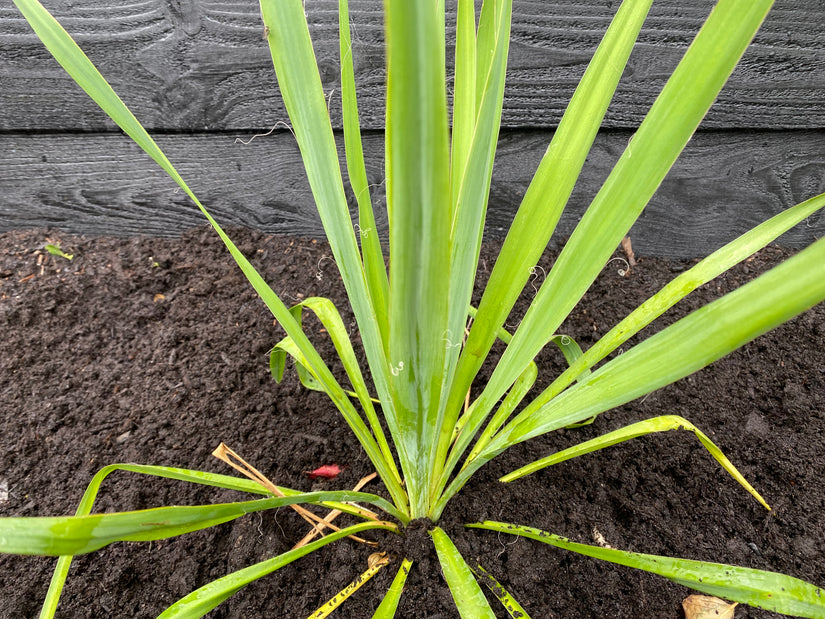 Palmlilie - Yucca filamentosa