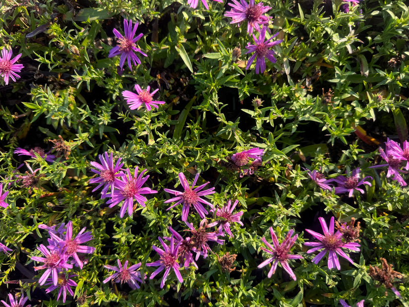 Aster 'Alice Haslam'